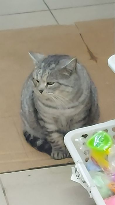 отдам даром котиков и кошечек