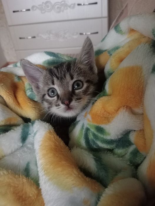 Милый котенок ищет дом