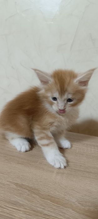 Котята мейкунята