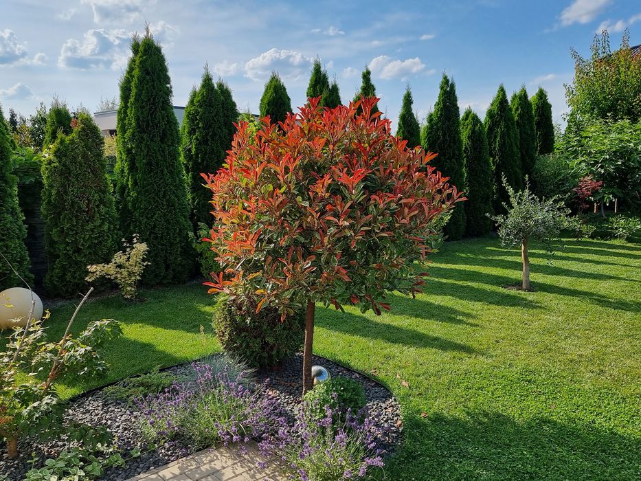 Gazon rulou, sisteme irigare automatizate, amenajare spatii verzi