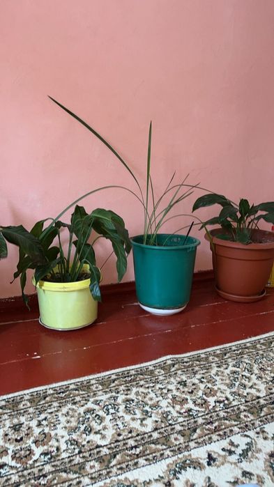 Цветый разный цену договоримся