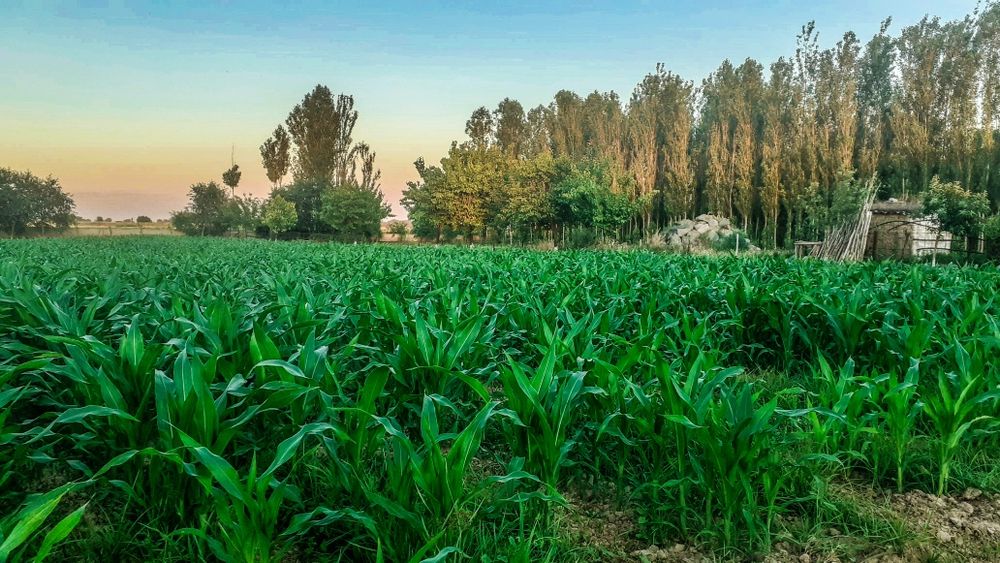 Xovli uy joy Sotiladi !!! Ховли Сотилади.