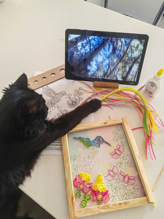 Отдам кошку в хорошие руки