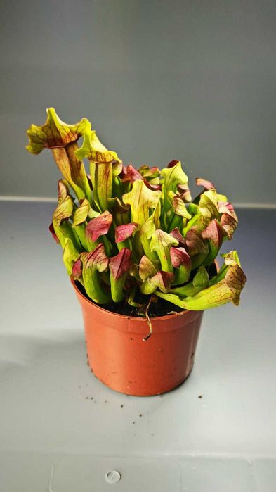 Мухоловка - Хищни - Насекомоядни растения