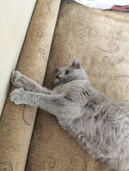Кошка породистая