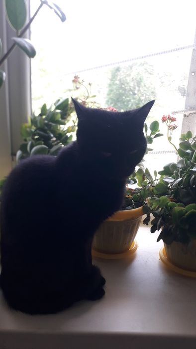 кошка в надёжные.руки