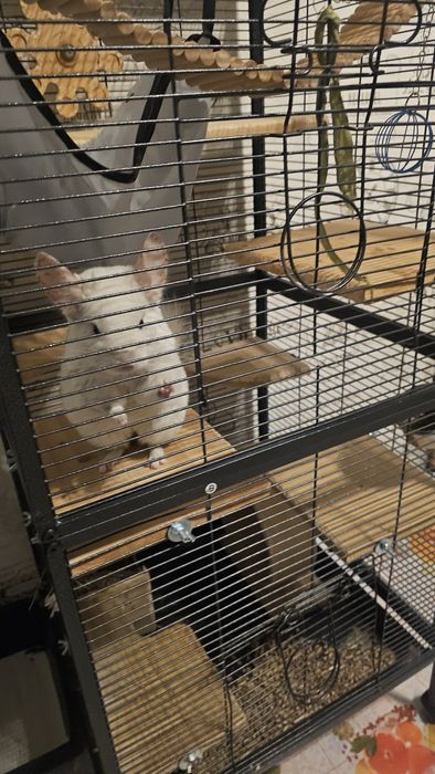 Vand Chinchilla albă