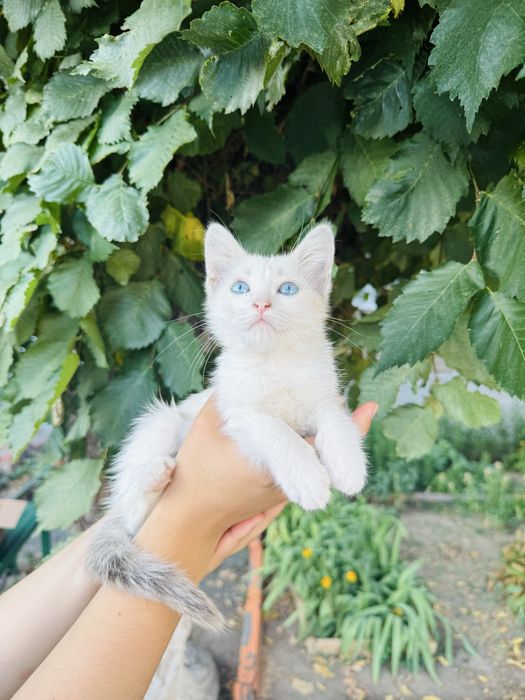 Отдам очеровательного котенка