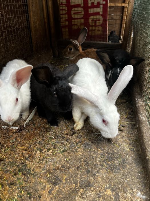 Гебрид куйонлар нова зеландски блан панон чатишган сотлади