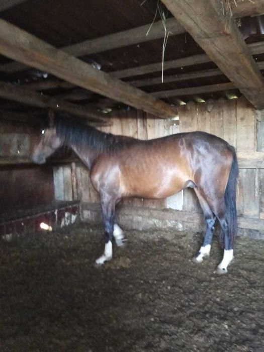 Жеребец крупный 2 года