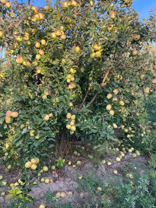 Яблоневый сад