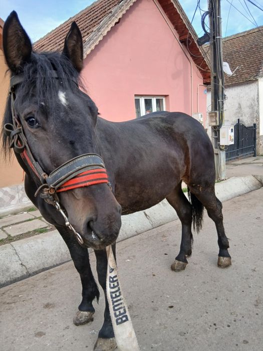 Vind minza de un an și 8 luni