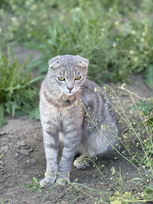 Коты и кошки Аксу бесплатно