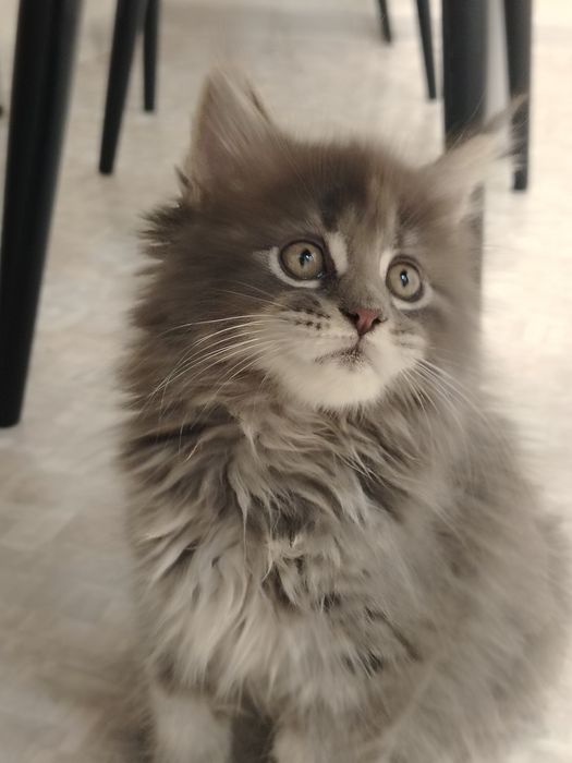 В разведение девочка мейн -кун полидакт