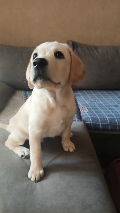 Продаётся Лабрадор