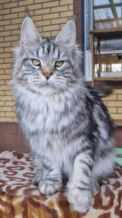 Котенок  мейн-кун девочка