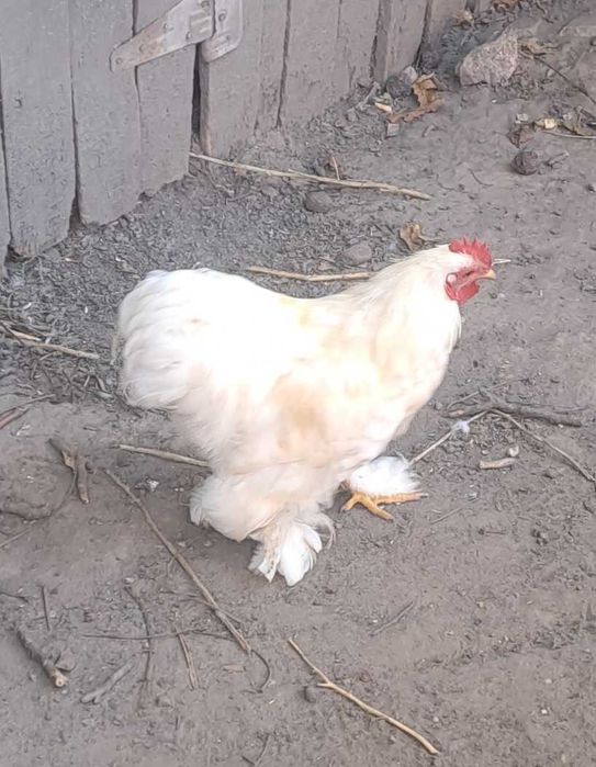 Cocosi Concina pitic
