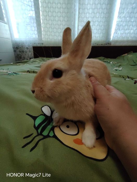 Мини зайче Холандско джудже на 3 месеца