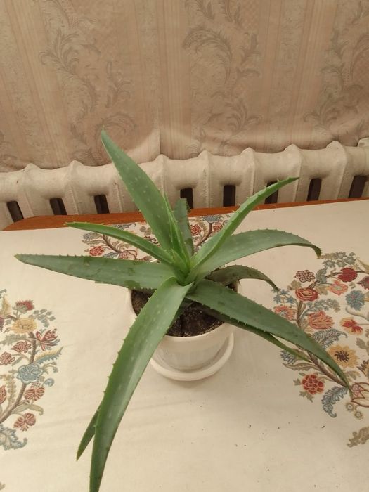 Лечебный цветок алой и вера