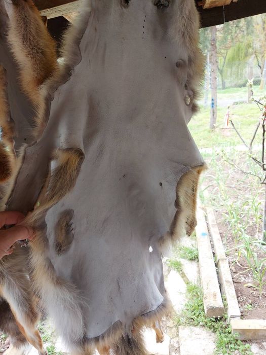 Кожа на чакал уникат