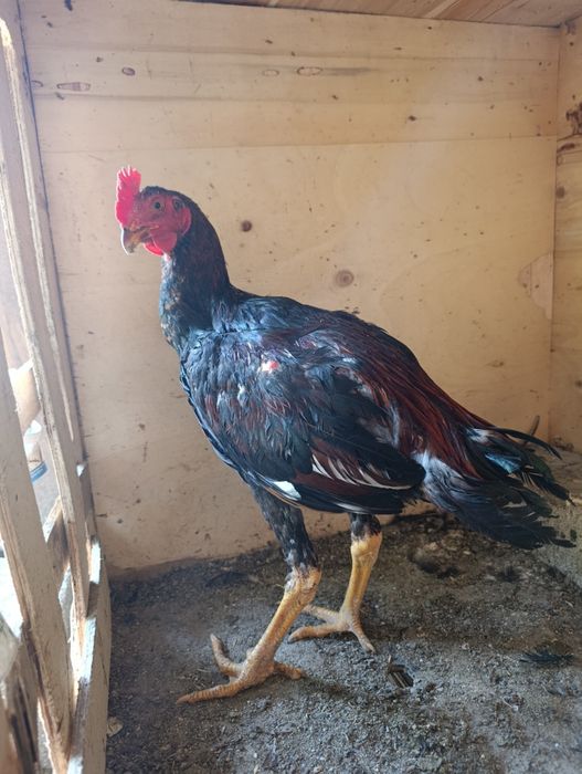Продам Дакан Шолпан