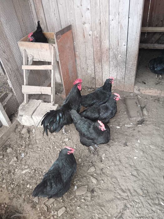 Oua de incubat gaini rasa Australorp