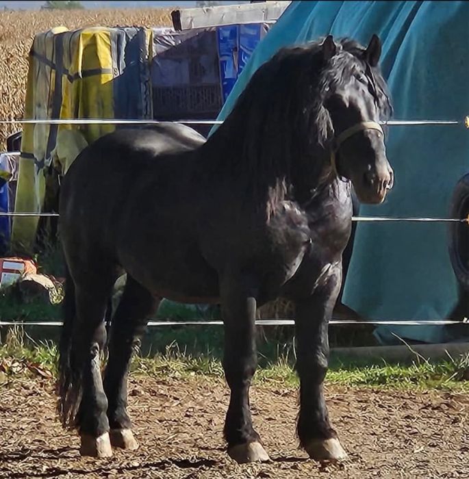 Vand manza de 8 luni