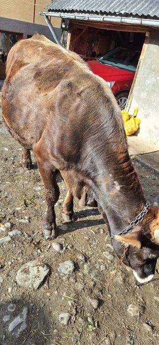 Brună de Maramureș