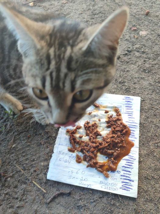 Кошечке нужен дом!