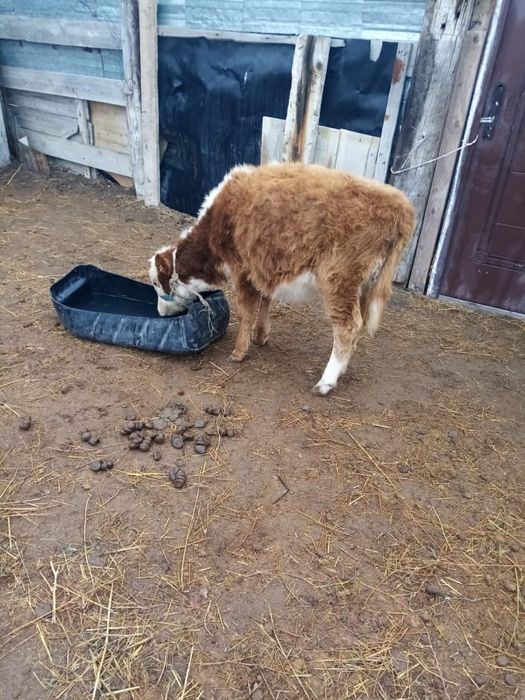 Тоқал сиыр, 3 баспақ