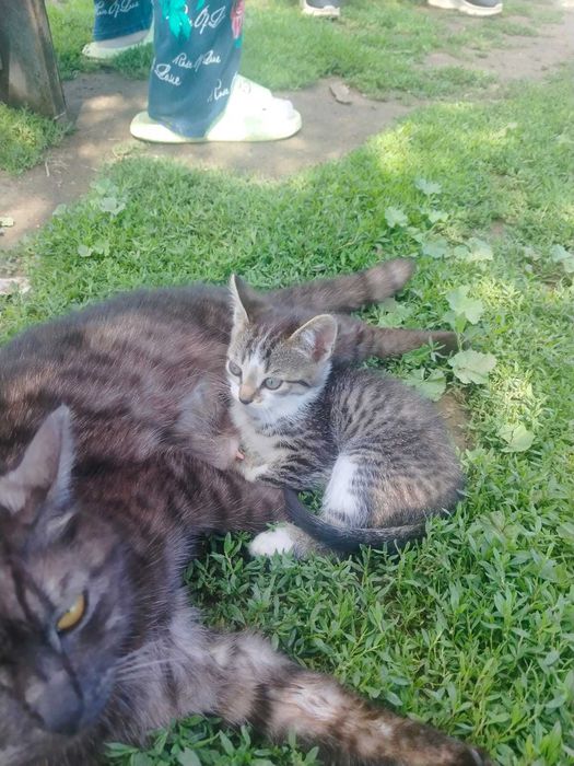 Отдам котят едят все