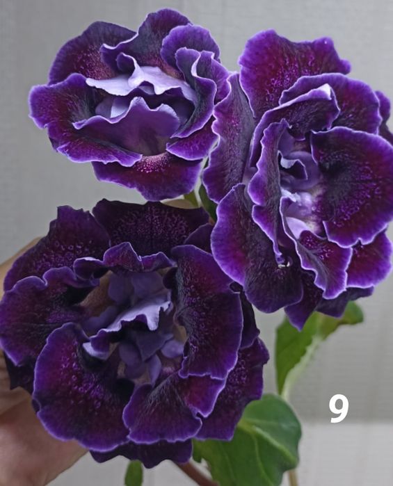 Глоксинии клубни листы