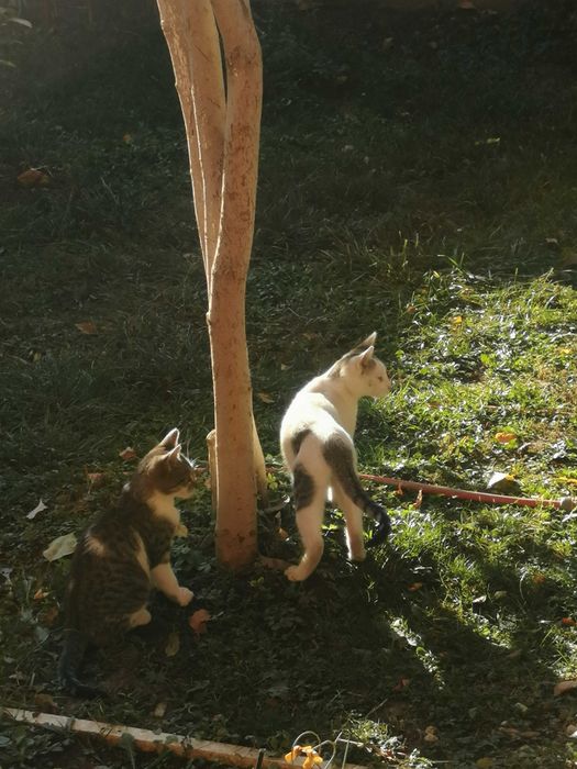 Donez pisici si motanei