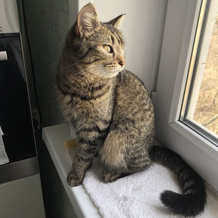 Животные . Кошки .