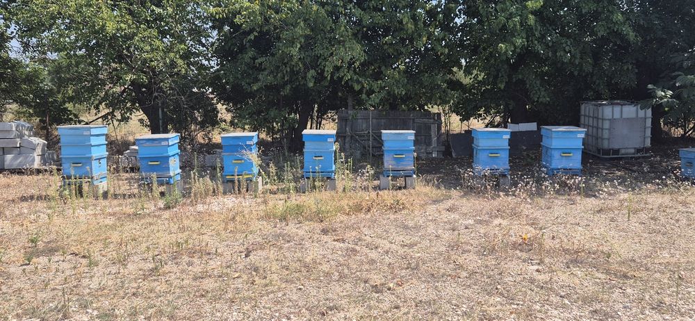 Продавам развити пчелни кошери