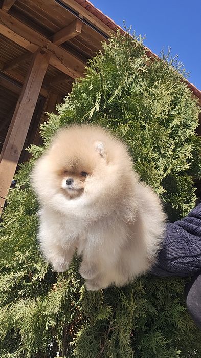 Мини Померан момче