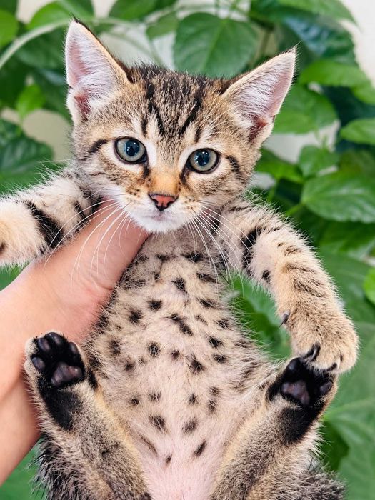 Коте Амели търси своя дом