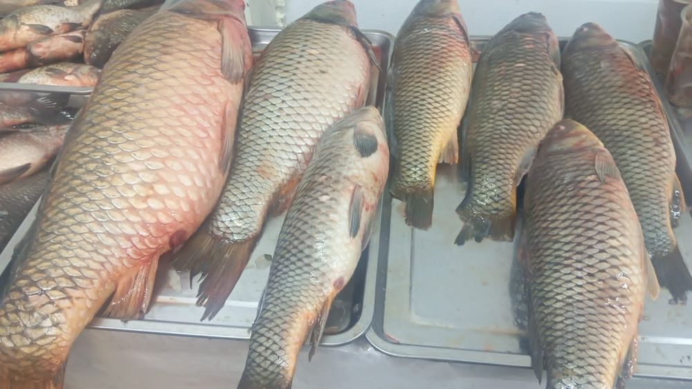 Свежая Рыба! Звоните!