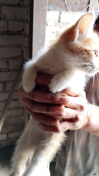 Котята ищут любящих хозяев