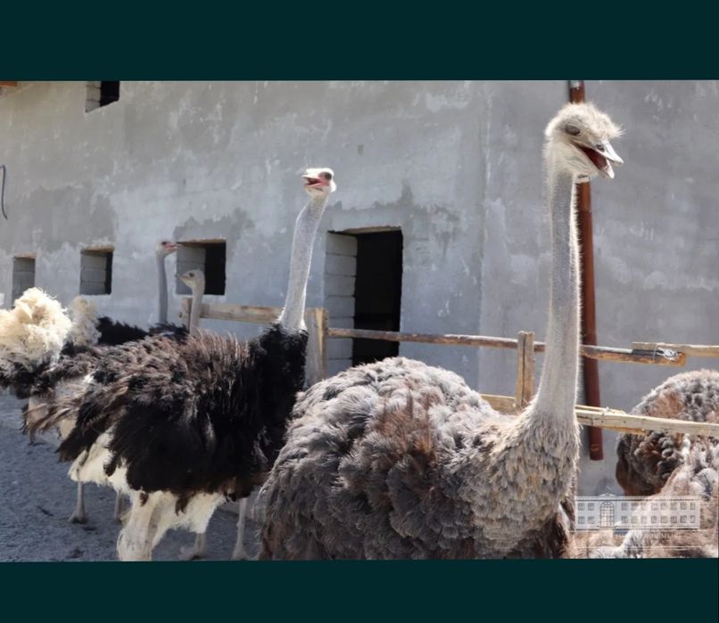 Продается .Взрослые.Африканские .Страус