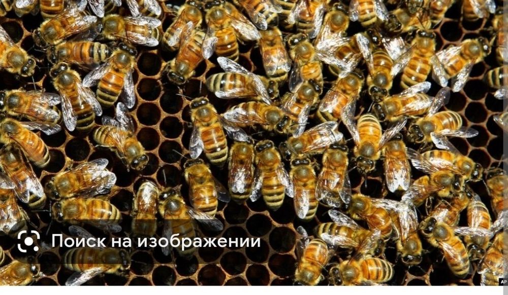 Аsal Arilar oilasi sotiladi