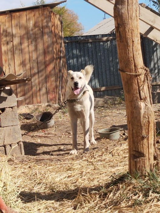 Сатлады или обмен