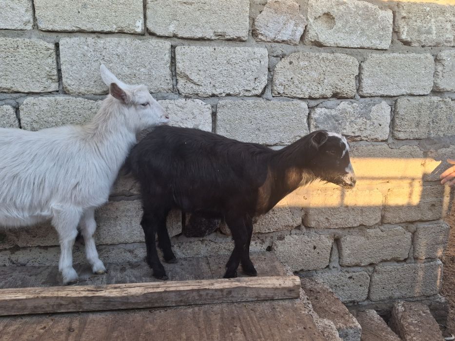 Козы продаются,  1 козлята 35тысяч.