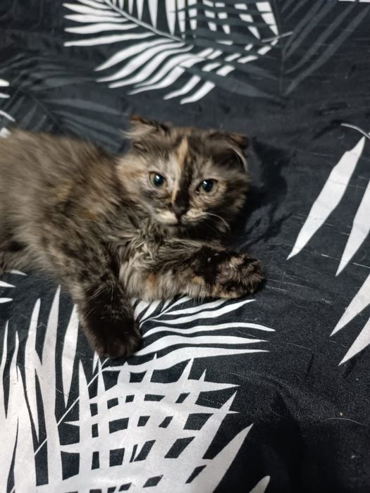 Продаю домашних котят