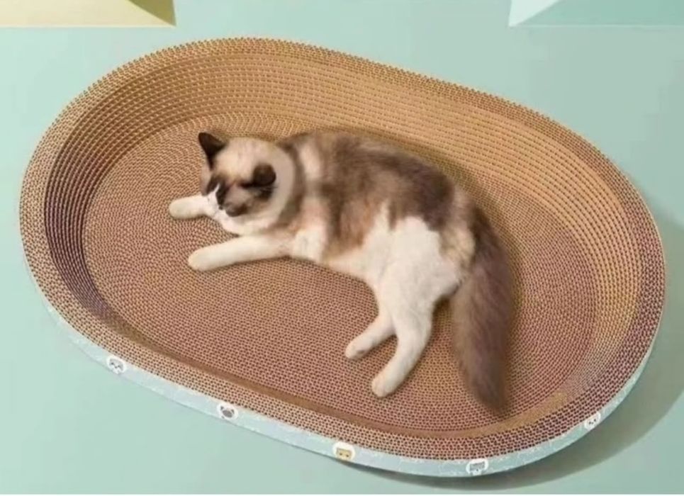 Две кошки мальчик