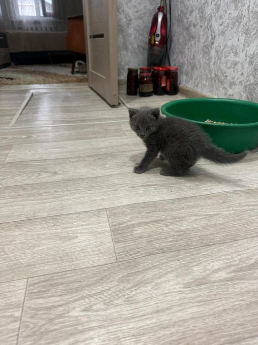 Отдам котёнка  бесплатно