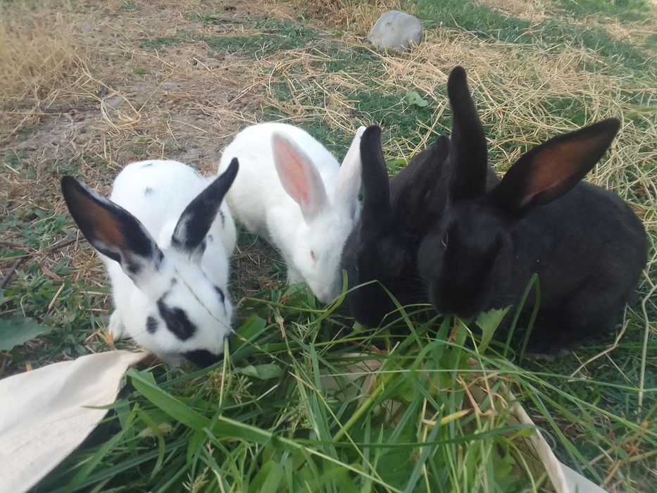 quyonlarni holati yaxshi