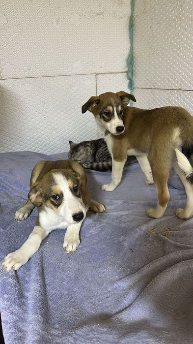 Ищу дом щенкам 4месяца