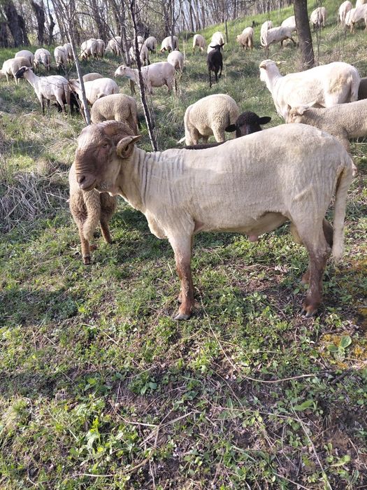 Berbec țigaie ruginie