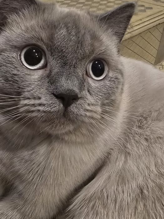 Zoddor mushuk sotiladi